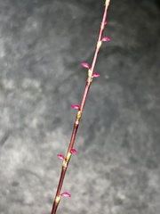 Persicaria filiformis