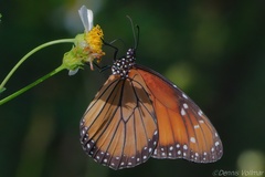 Danaus eresimus