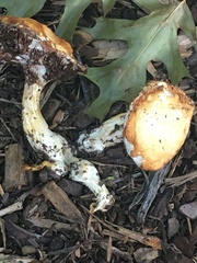 Stropharia coronilla