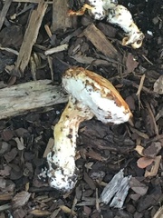 Stropharia coronilla