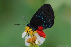 Eumaeus atala