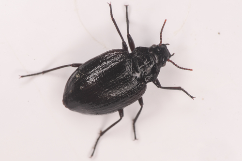 Amphizoa insolens photo 4
