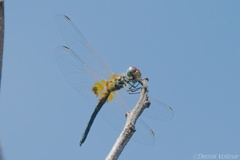 Celithemis bertha