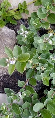 Vitex rotundifolia