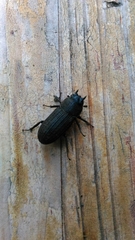 Velutinodorcus carinulatus