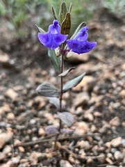 Scutellaria brittonii