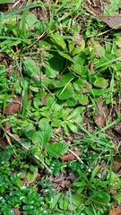 Salvia lyrata