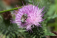 Anthophora urbana
