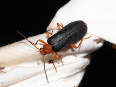 Neopyrochroa flabellata