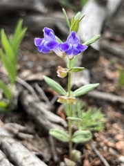 Scutellaria brittonii