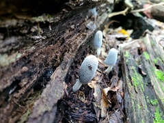 Coprinopsis