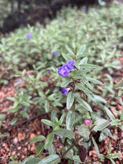 Scutellaria brittonii