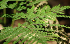 Austroargiolestes chrysoides