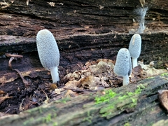 Coprinopsis