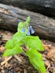 Mertensia