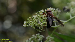 Volucella linearis