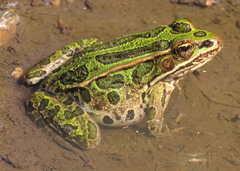 Northern Leopard Frog photo 1