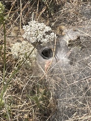 Calisoga longitarsis