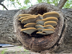 Inonotus hispidus