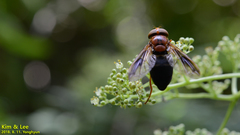 Volucella linearis