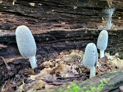 Coprinopsis