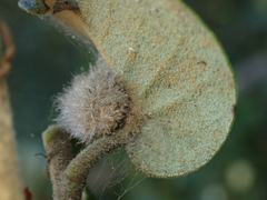 Disholandricus lasius