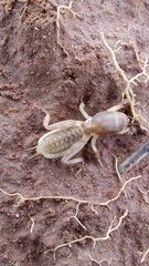 Gryllotalpidae