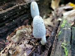 Coprinopsis