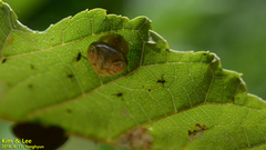 Cyrtarachne inaequalis