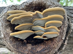 Inonotus hispidus