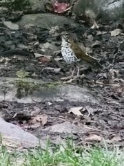 Hylocichla mustelina