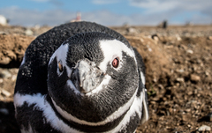 Spheniscus magellanicus
