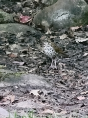 Hylocichla mustelina