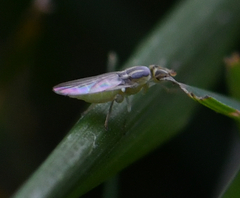 Chloropidae