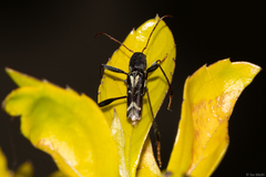 Neoclytus ypsilon