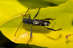 Neoclytus ypsilon