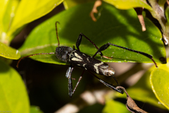 Neoclytus ypsilon