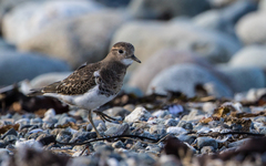 Charadriiformes