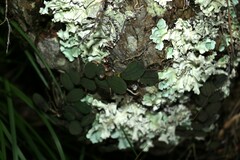 Dendrobium linguiforme