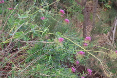 Centranthus ruber