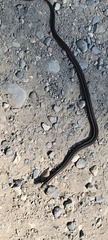 Thamnophis ordinoides