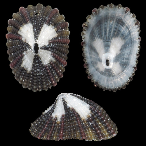 Mouse Keyhole Limpet