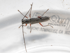 Grammoptera subargentata