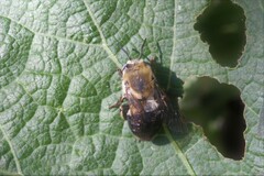 Anthophora montana