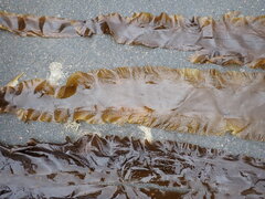 Saccharina latissima