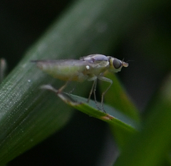 Chloropidae