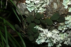 Dendrobium linguiforme