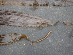 Saccharina latissima