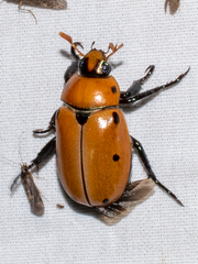 Pelidnota punctata