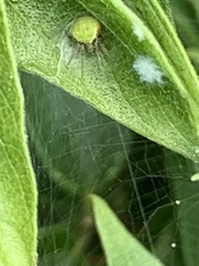 Araneus detrimentosus